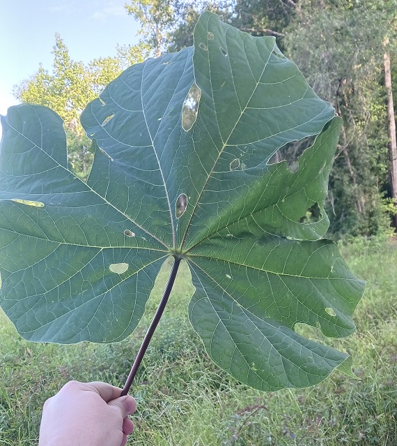 Large green fig leaf.